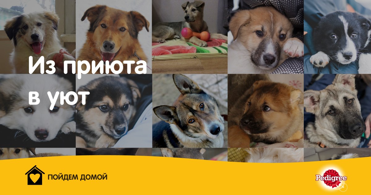 adoption.pedigree.ru