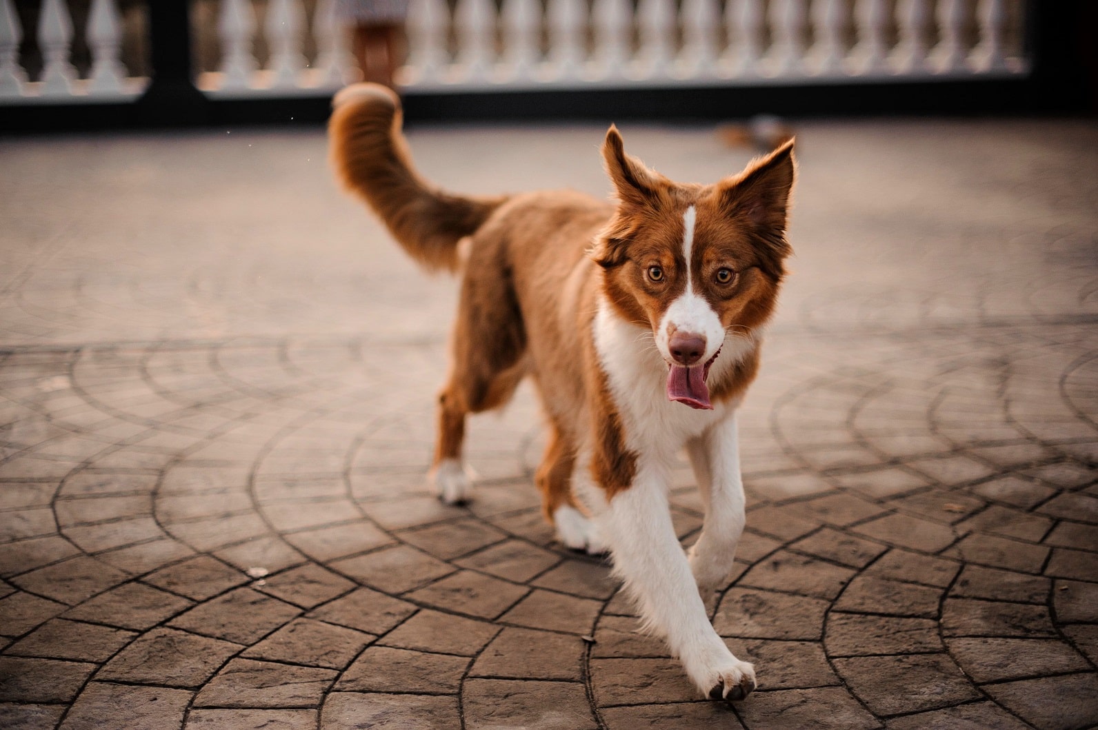           RealBasenji