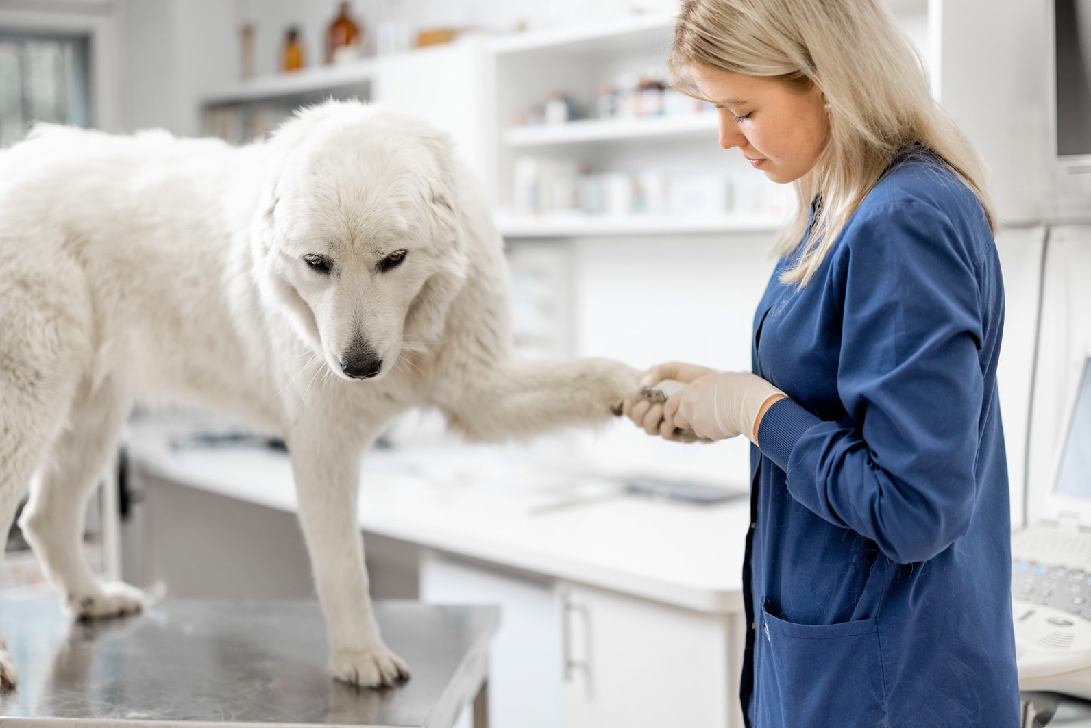 Обязательная часть ухода за собакой — гигиенические процедуры 