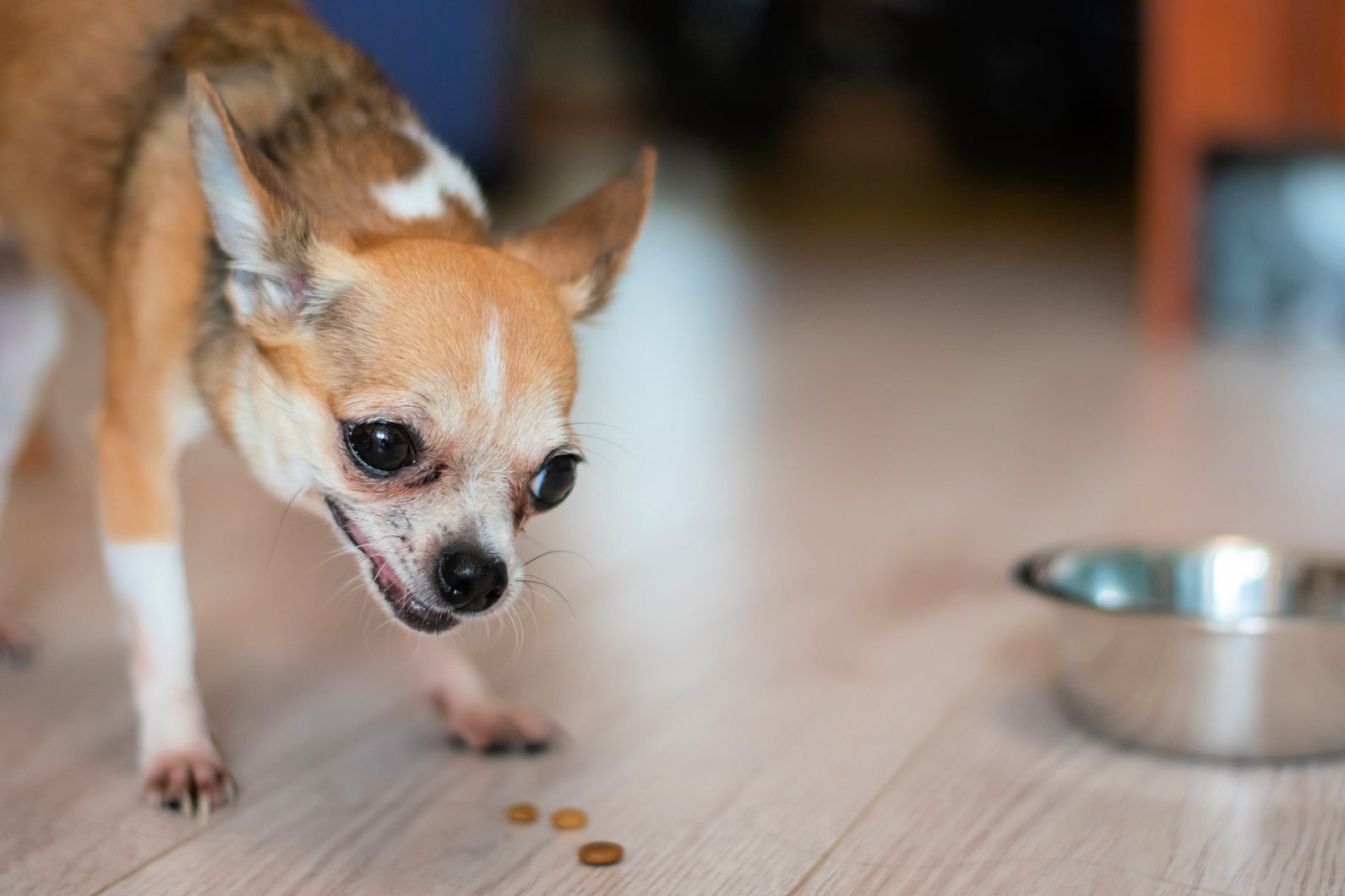 Защита еды – природный инстинкт собаки